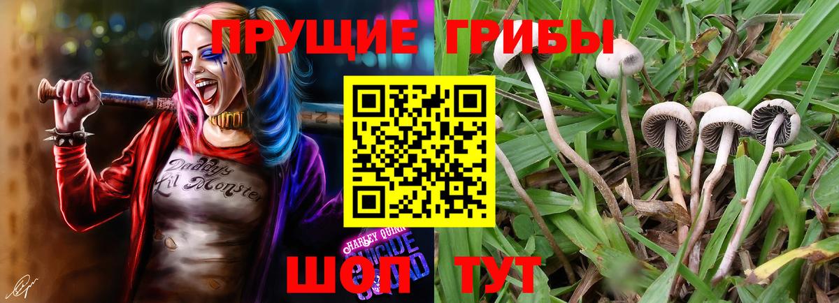 Псилоцибиновые грибы Psilocybine cubensis  Вход с VPN  Скопин 